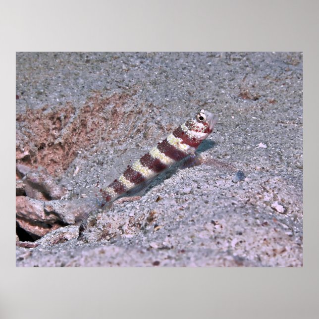 Poster Shrimp Goby sobre a vigilância (Frente)