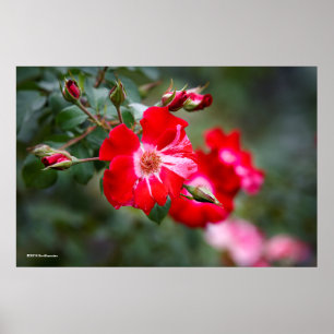 Poster Shrub de 4 de julho