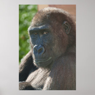 Poster Shufai do Zoo Twycross