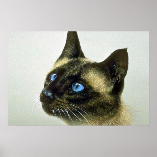 Poster Siamese (head study) (Frente)