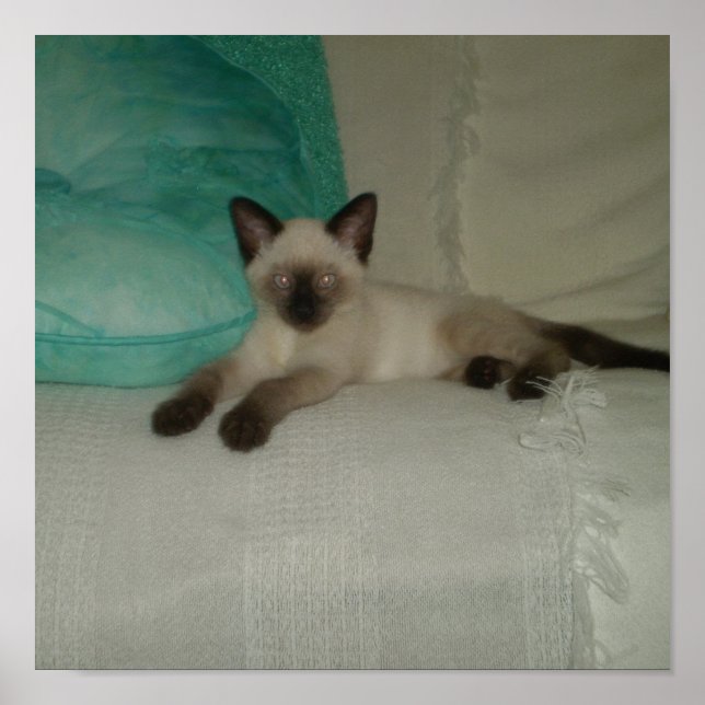 Poster Siamese kitten (Frente)