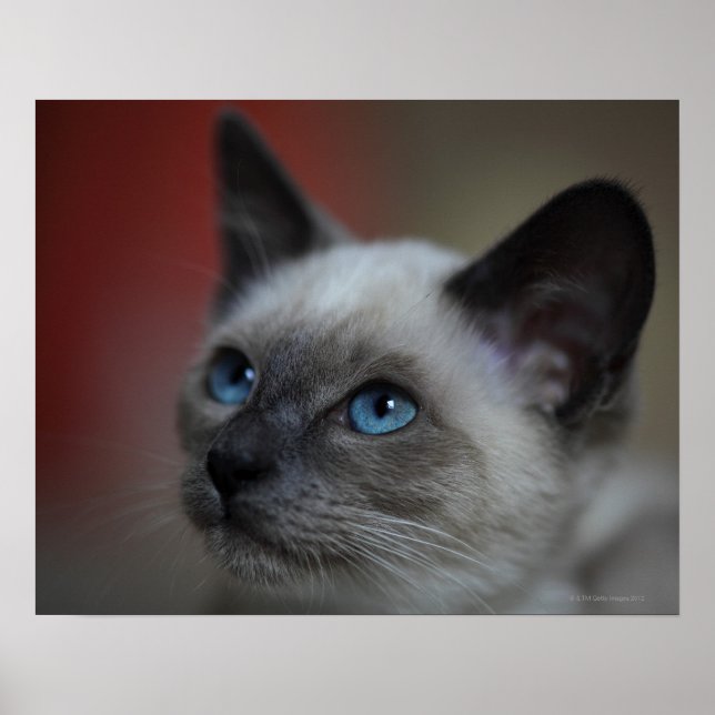 Pôster Siamese kitten (Frente)