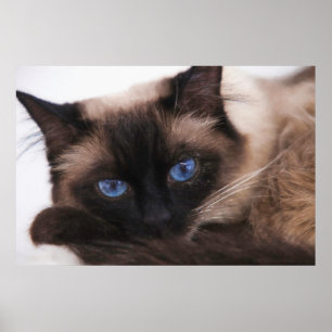 Poster Siamese Kitten Docinho Face