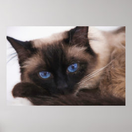 Poster Siamese Kitten Docinho Face