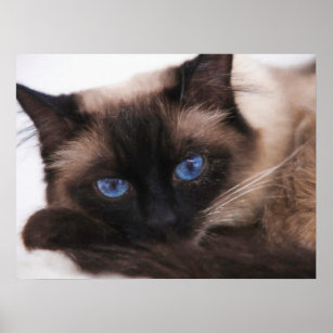 Poster Siamese Kitten Docinho Face