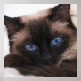 Poster Siamese Kitten Docinho Face