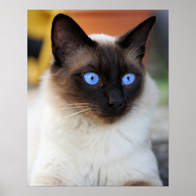 Poster Siamese kitty cat with lovely big blue eyes  (Frente)