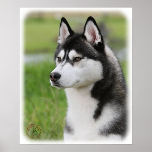 Poster Siberian Husky 9Y570D-006 (Frente)