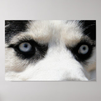 Pôster Siberian Husky Demon 3