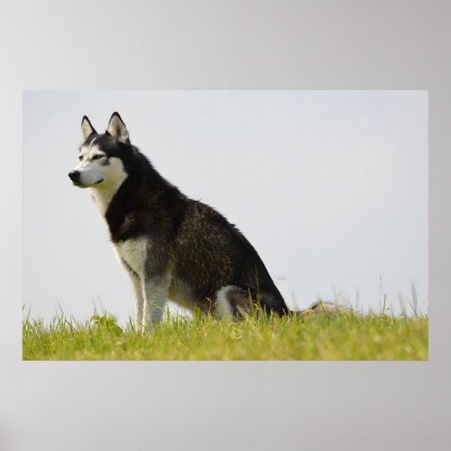 Poster Siberian Husky Dog Belo Fotografia (Frente)