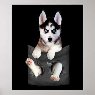 Poster Siberian Husky Em Pocket Puppy