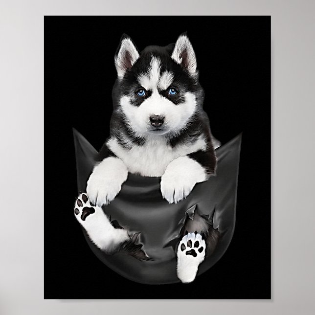 Poster Siberian Husky Em Pocket Puppy (Frente)