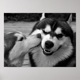 Poster Siberian Husky Love