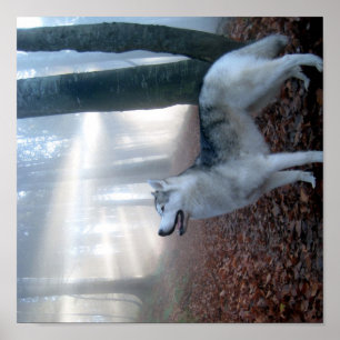 Poster Siberian Husky - posteres