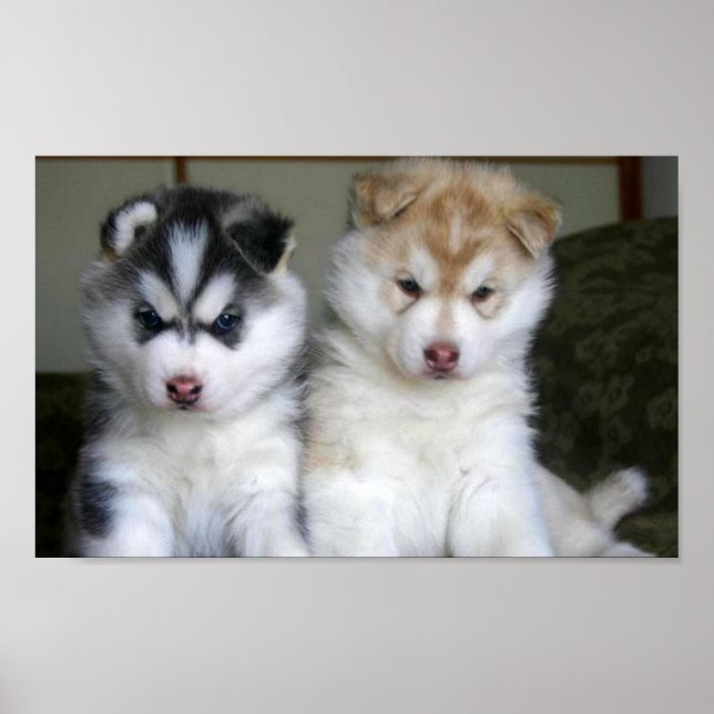 Pôster Siberian Husky Puppies (Frente)