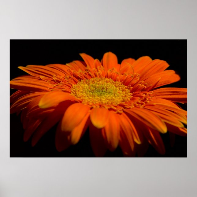 Pôster Side On Gerber (Frente)