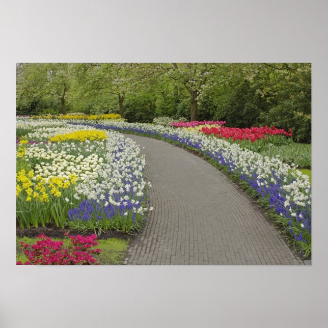 Pôster Sidewalk pathway through tulips and daffodils, 2 (Frente)