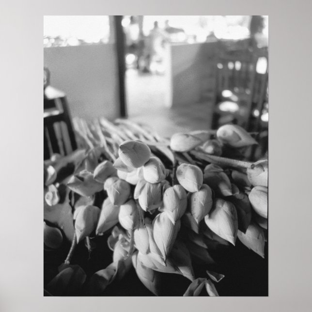 Poster Siem Reap Cambodia, Lotus Flowers (Frente)