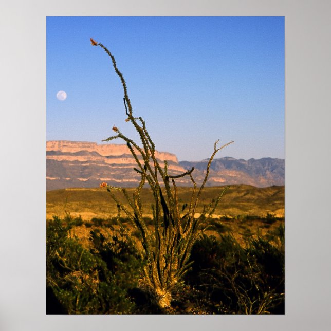 Poster Sierra del Carmen Octillo (Frente)