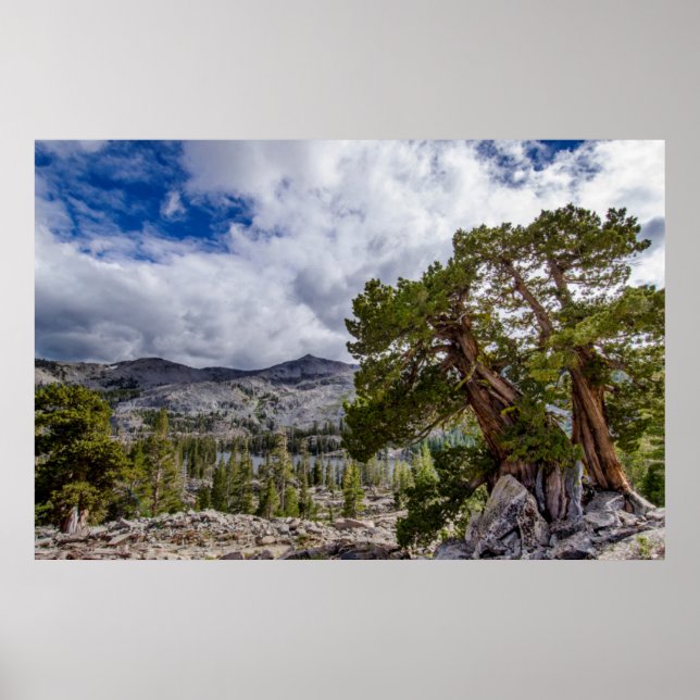 Poster Sierra Juniper e Evergreen Trees (Frente)