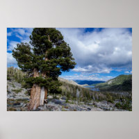 Sierra Juniper e Evergreen Trees 2