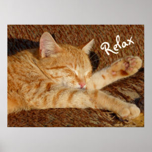 Pôster Siesta - gato de relaxamento