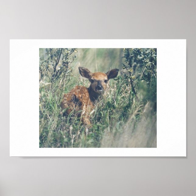 Poster Siga-Me. (Frente)