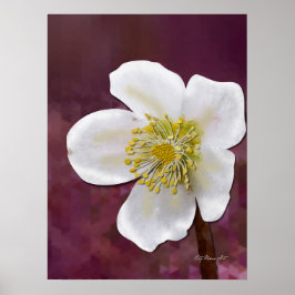 Poster Signed High-Poly Winter Rose Art Print