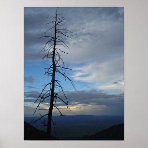 Pôster Silhouette de Árvore