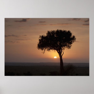 Pôster Silhueta de árvore na planície, Masai Mara 2