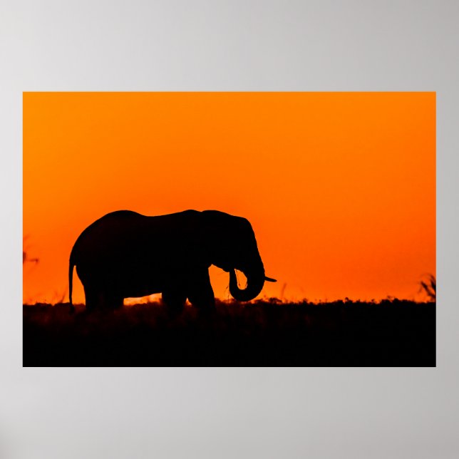 Poster Silhueta de um Elefante ao pôr do sol (Frente)
