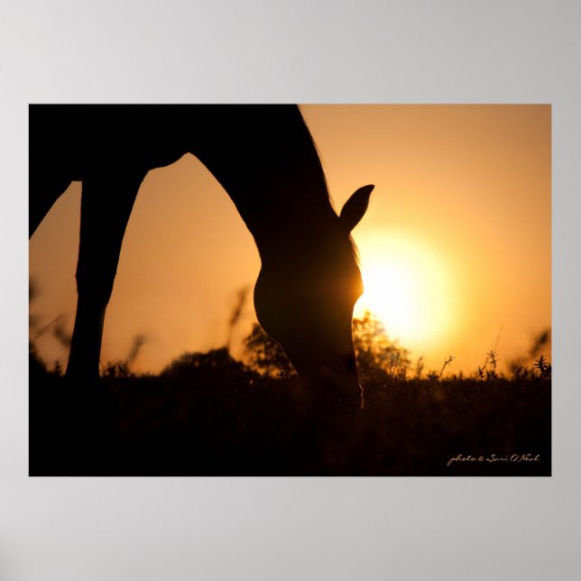 Poster Silhuette árabe no nascer do sol (Frente)