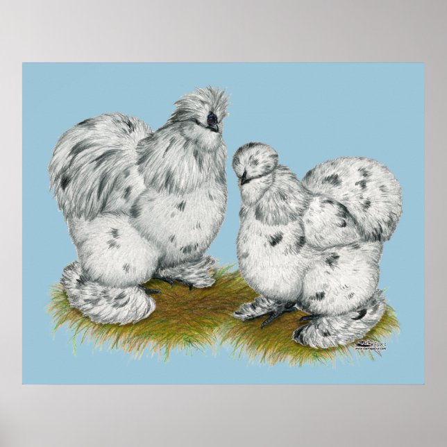 Poster Silkie Bantam Splash Chickens (Frente)
