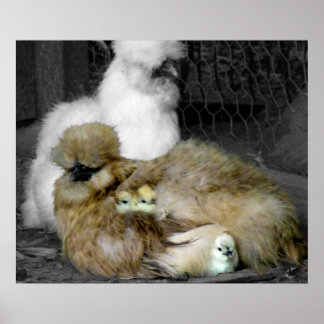 Pôster Silkie Hens com Pintinhos saindo de Penas