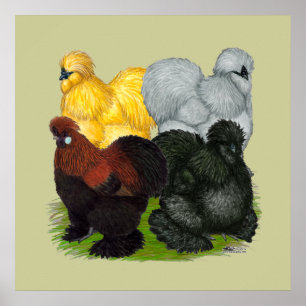 Pôster Silkies:  Galos Assorted