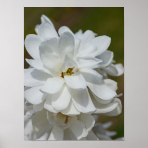 Pôster Silky Magnoly