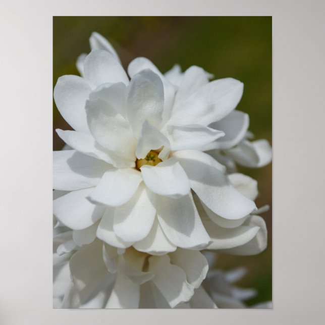 Pôster Silky Magnoly (Frente)