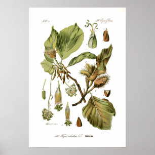 Poster Silvatica do Fagus (faia)