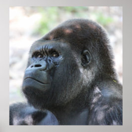 Poster Silver Back Gorilla