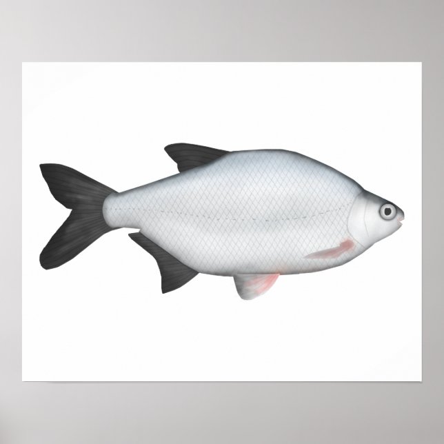 Poster Silver Bream (Frente)