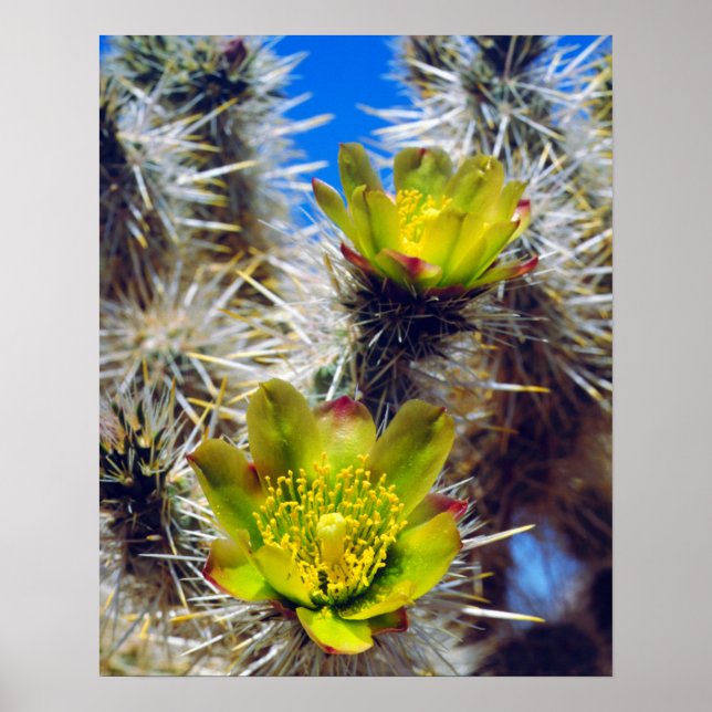 Pôster Silver Cholla Cactus Wildflower (Frente)