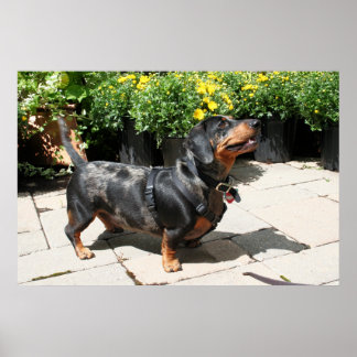Pôster Silver Dmelshund Buddy 2