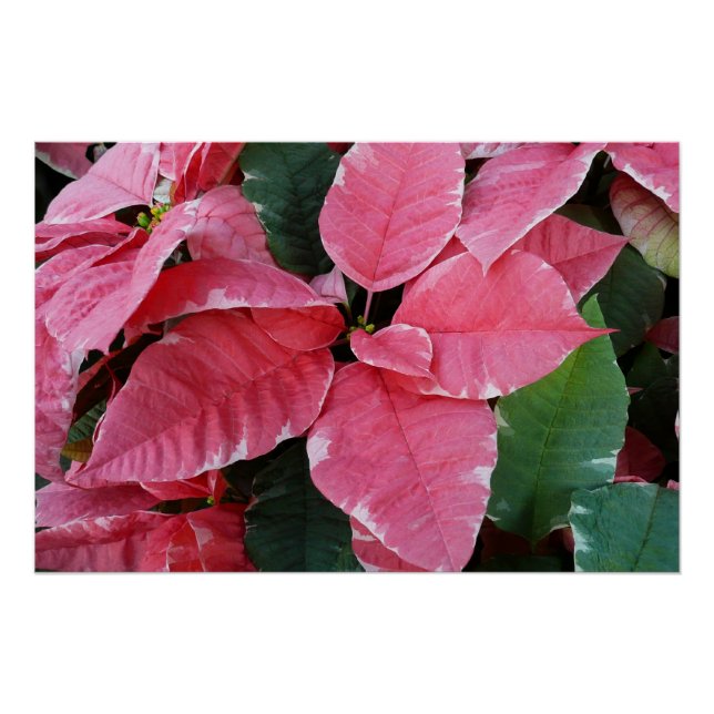 Pôster Silver Star Marble Poinsettias Feriado Rosa Floral (Frente)