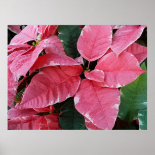 Poster Silver Star Marble Poinsettias Feriado Rosa Floral