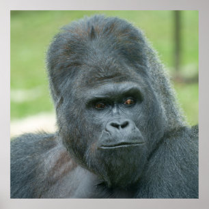 Poster Silverback Dishi