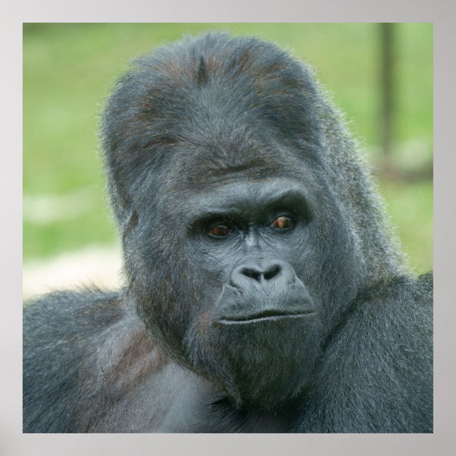 Poster Silverback Dishi (Frente)