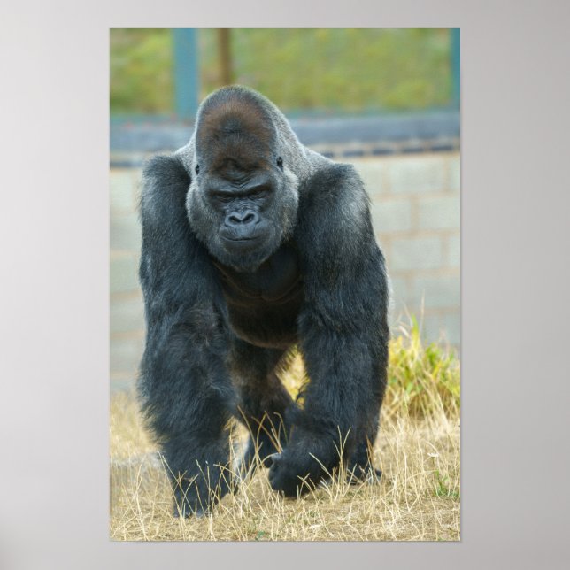 Poster Silverback Em Movimento (Frente)