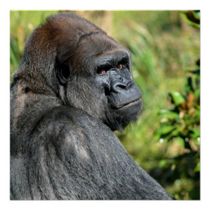 Pôster Silverback Gorilla