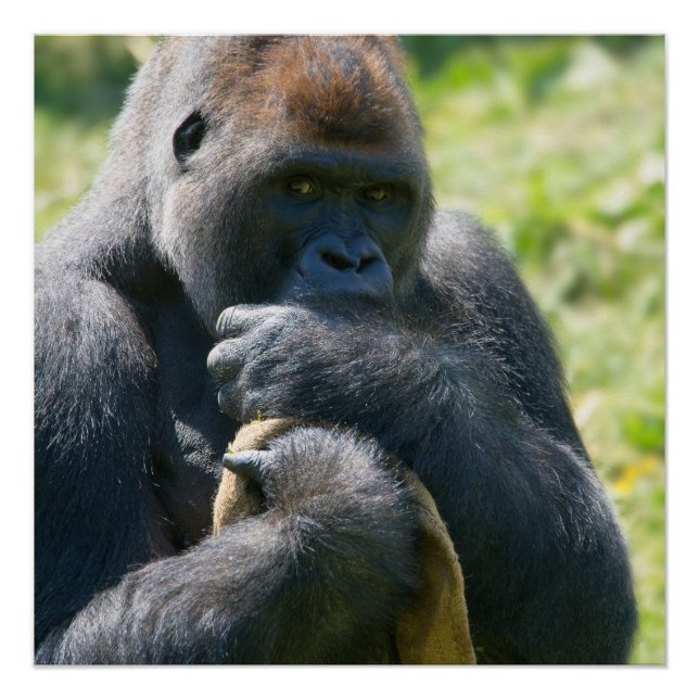 Pôster Silverback Gorilla E Seu Poster De Cobertura (Frente)