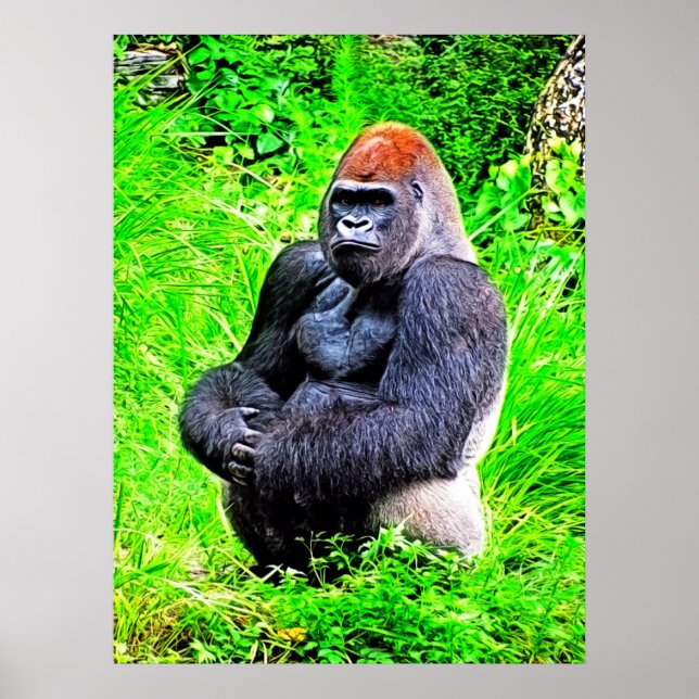 Poster Silverback Gorilla Fotografia (Frente)